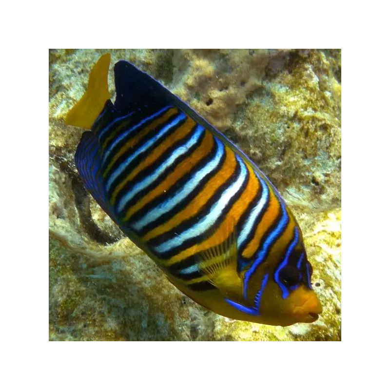 Pygoplites Diacanthus S Pygoplites Diacanthus S