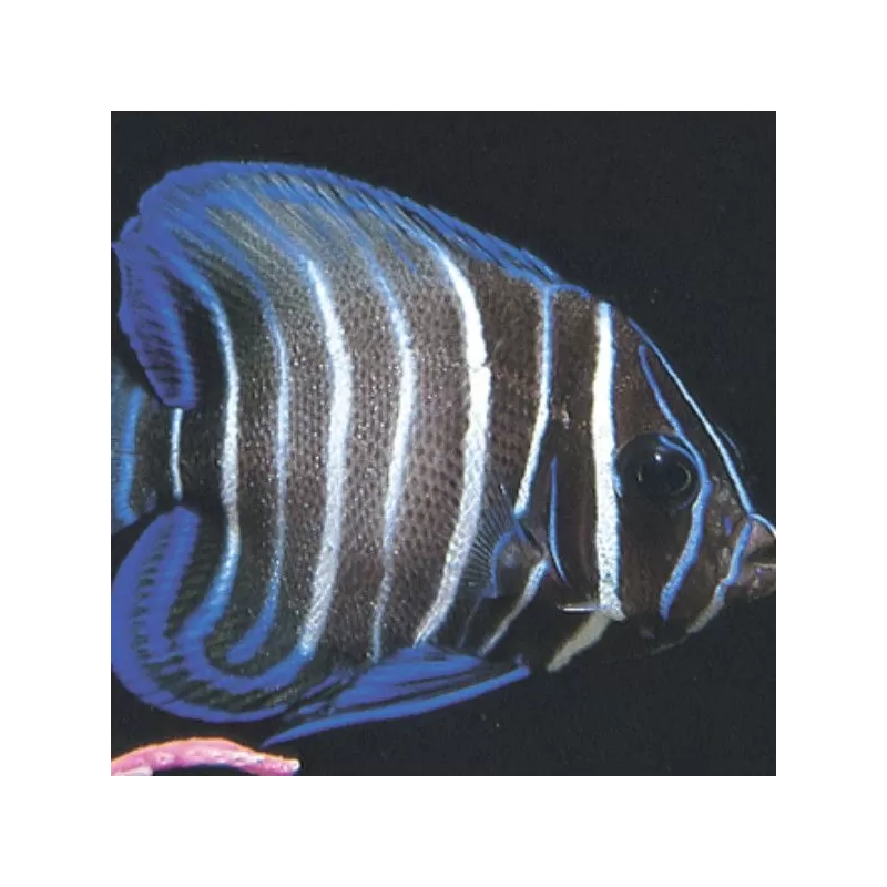 pomacanthus sexstriatus M pomacanthus sexstriatus M