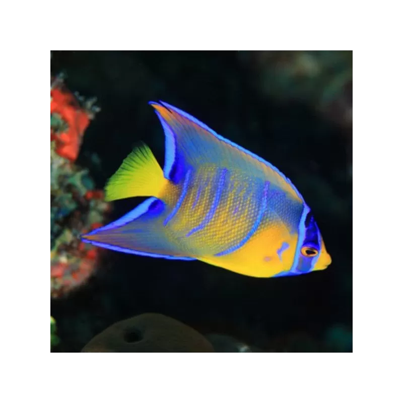 Holacanthus Ciliaris XL Holacanthus Ciliaris XL