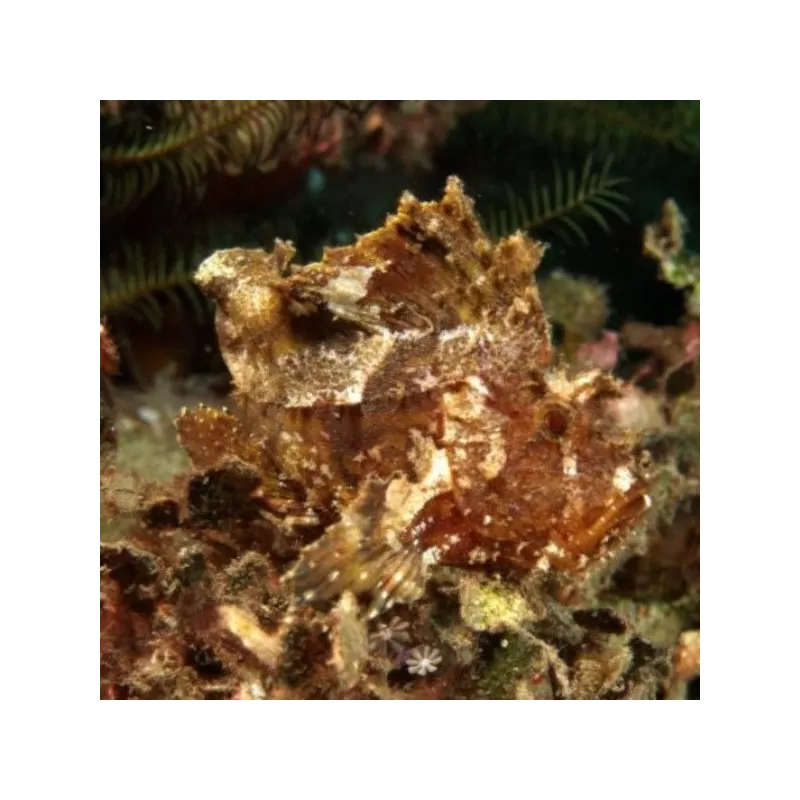 Taenianotus Triacanthus Brown | Coralandfishstore.nl