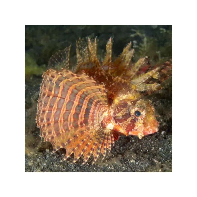 dendrochirus brachypterus M dendrochirus brachypterus M