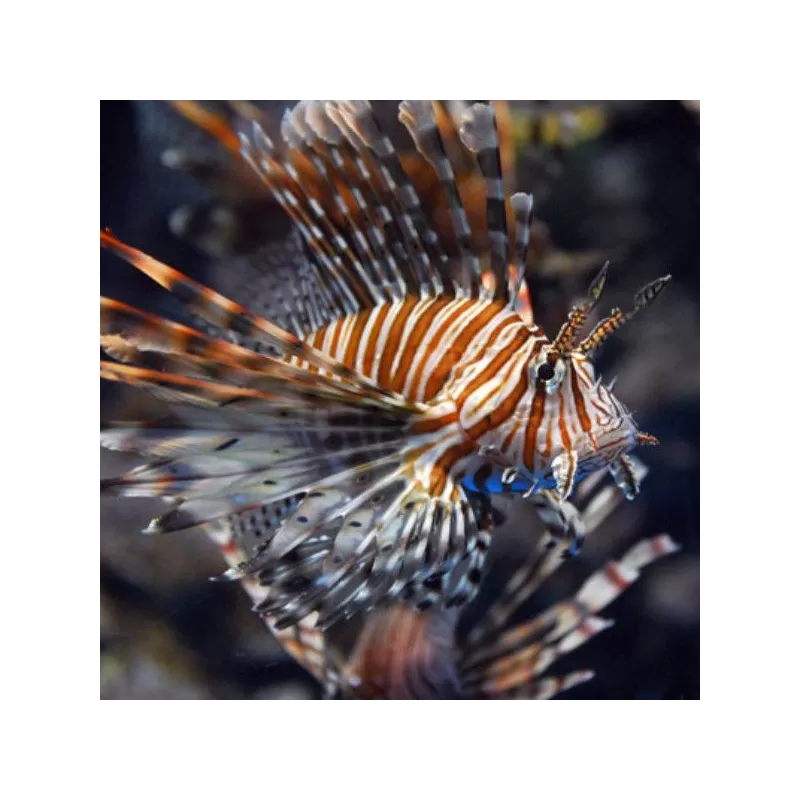 pterois miles M pterois miles M