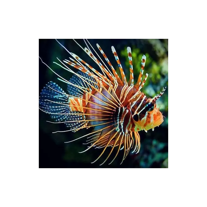 Pterois Antennata M Pterois Antennata M