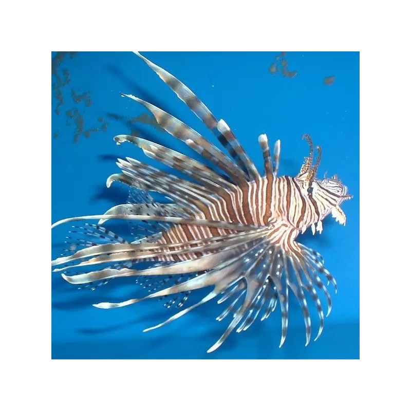 Pterois Volitans S Pterois Volitans S