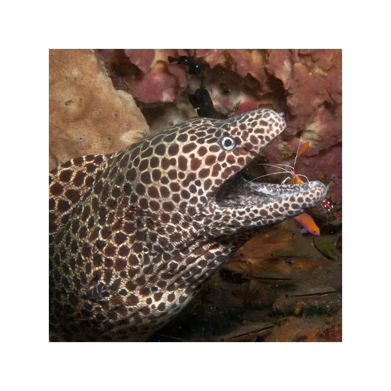 gymnothorax favagineus S gymnothorax favagineus S