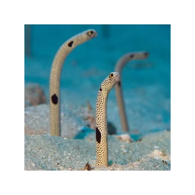 Heteroconger Hassi Heteroconger Hassi