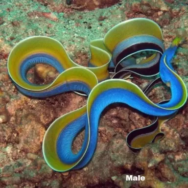 Rhinomuraena Quaesita Male