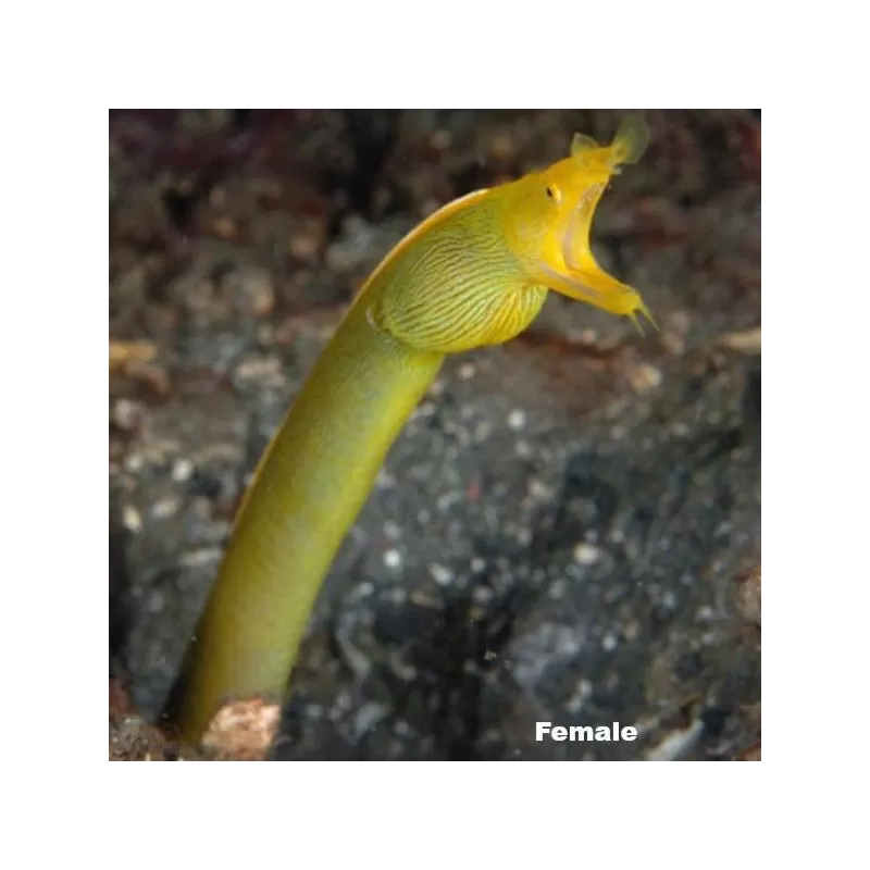 Rhinomuraena Quaesita  (S-M) Juvenile