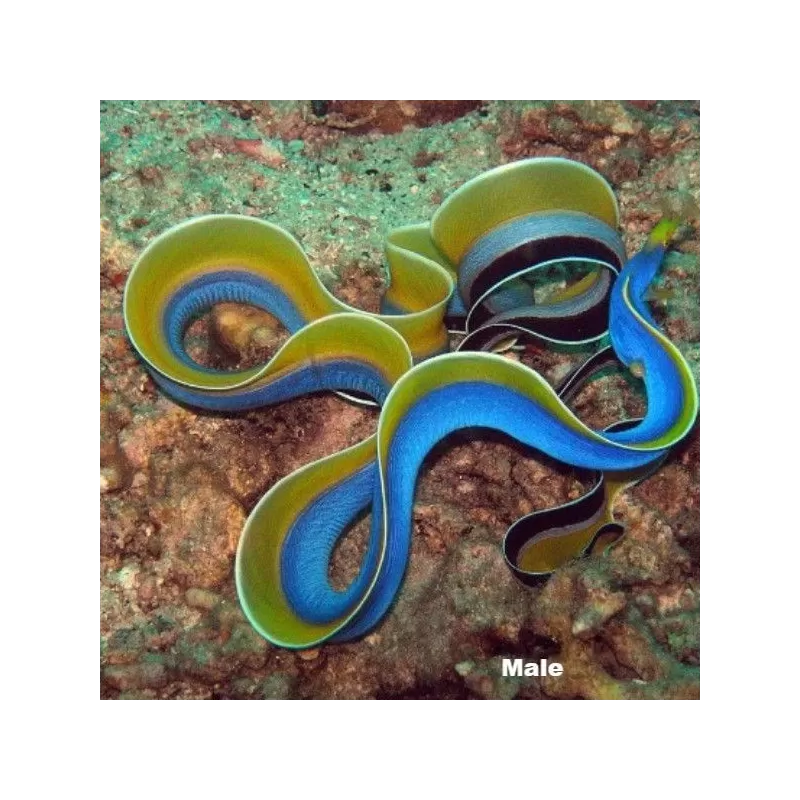 Rhinomuraena Quaesita  (S-M) Juvenile