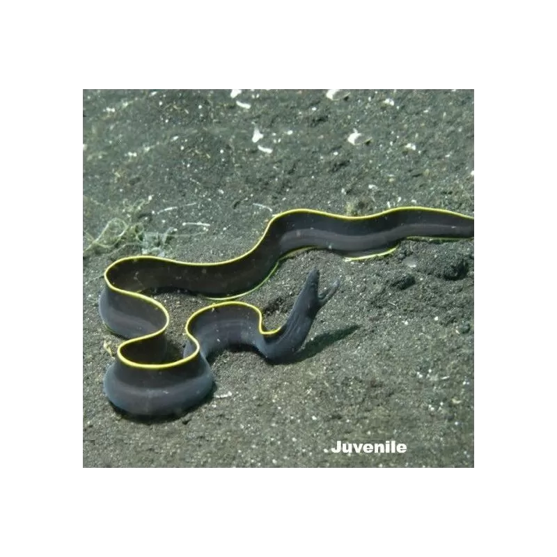 Rhinomuraena Quaesita  (S-M) Juvenile