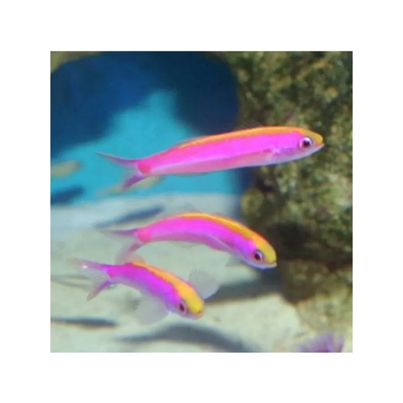 Luzonichtys Whitleyi Luzonichtys Whitleyi