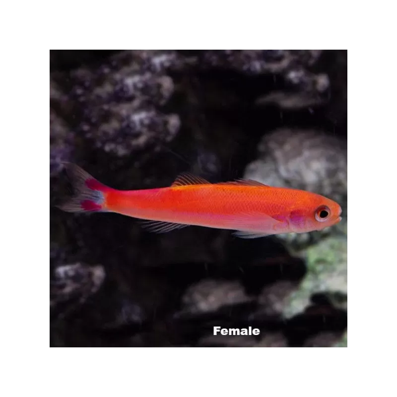 luzonichthys waitei luzonichthys waitei