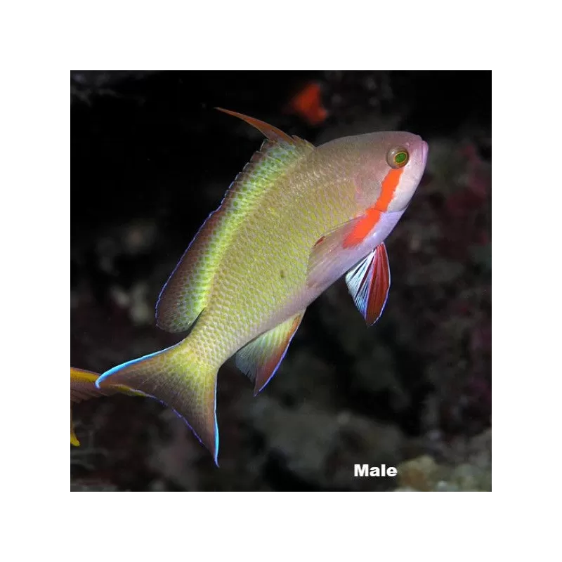 pseudanthias hutchi pseudanthias hutchi