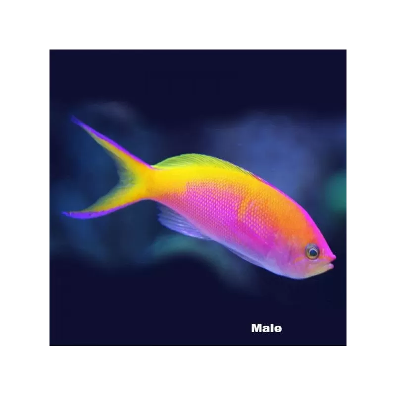 Pseudanthias Bartlettorum Pseudanthias Bartlettorum