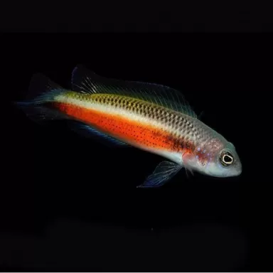 pseudochromis tonozukai female