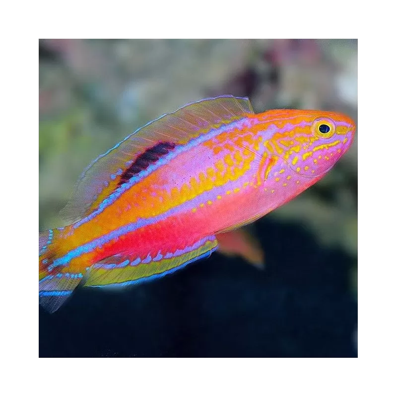 Cirrhilabrus Isosceles Female Cirrhilabrus Isosceles Female