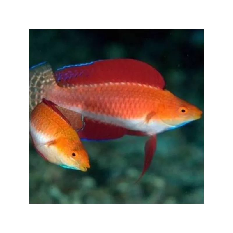 Cirrhilabrus Rubripinnis Cirrhilabrus Rubripinnis