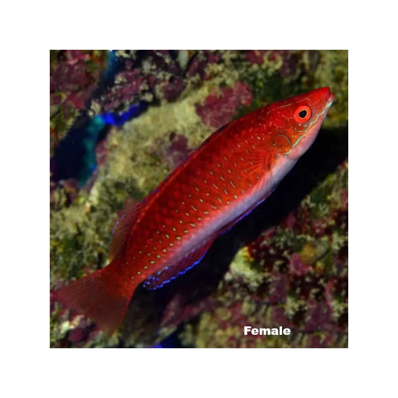Cirrhilabrus rubriventralis Cirrhilabrus rubriventralis