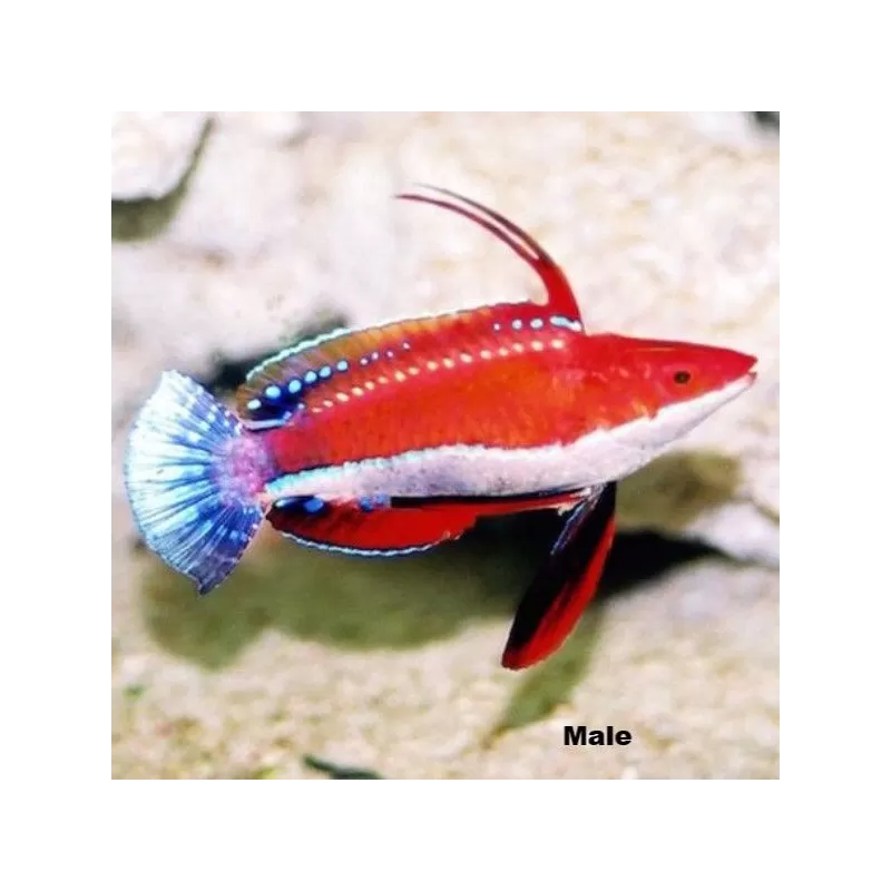 Cirrhilabrus rubriventralis Cirrhilabrus rubriventralis