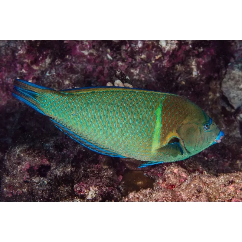 anampses caeruleopuncatus anampses caeruleopuncatus