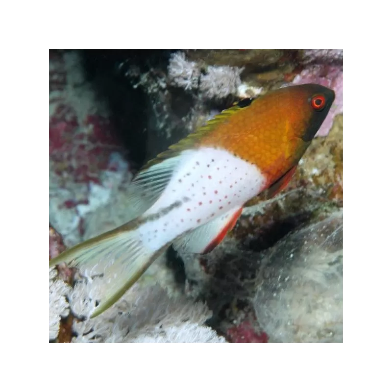 Bodianus Anthioides M Bodianus Anthioides M