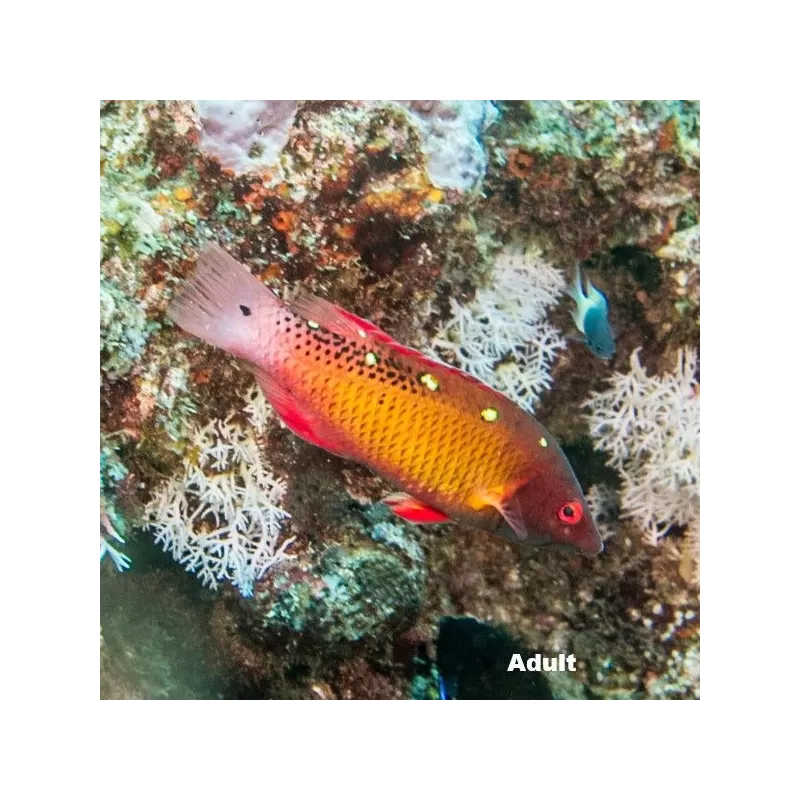 Bodianus diana M Bodianus diana M