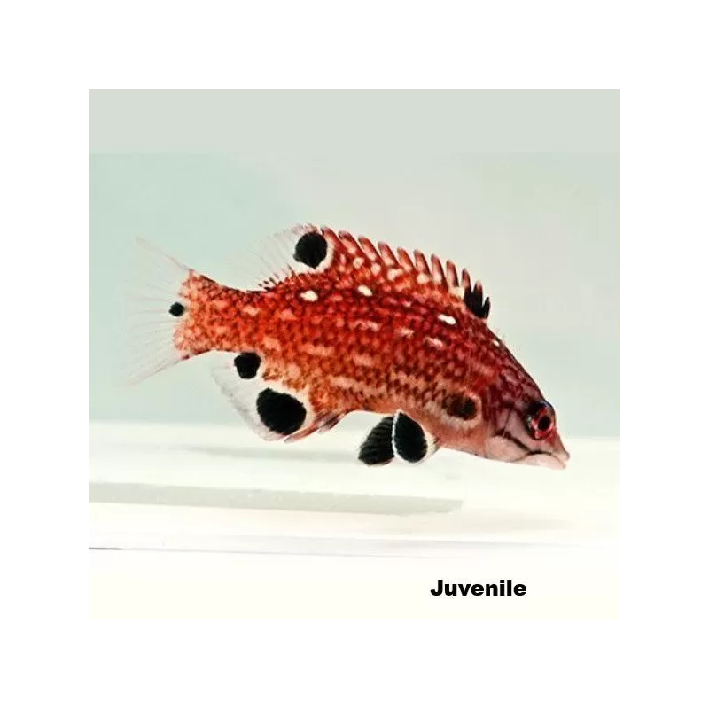 Bodianus diana M Bodianus diana M