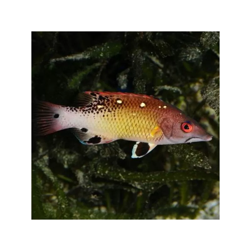 Bbodianus Diana S Bbodianus Diana S
