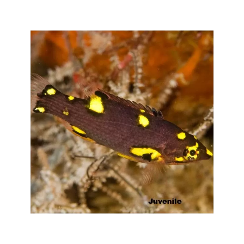 Bodianus Mesothorax M Bodianus Mesothorax M