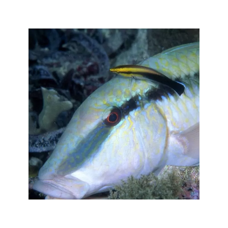 labroides pectoralis labroides pectoralis