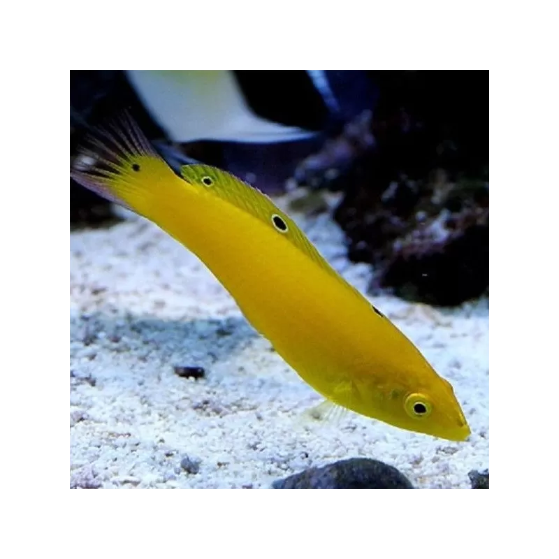 Halichoerus Chrysus M Halichoerus Chrysus M