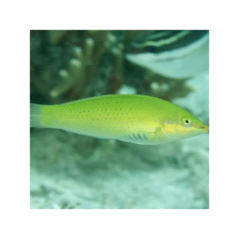 Halichoerus Chloropterus M Halichoerus Chloropterus M