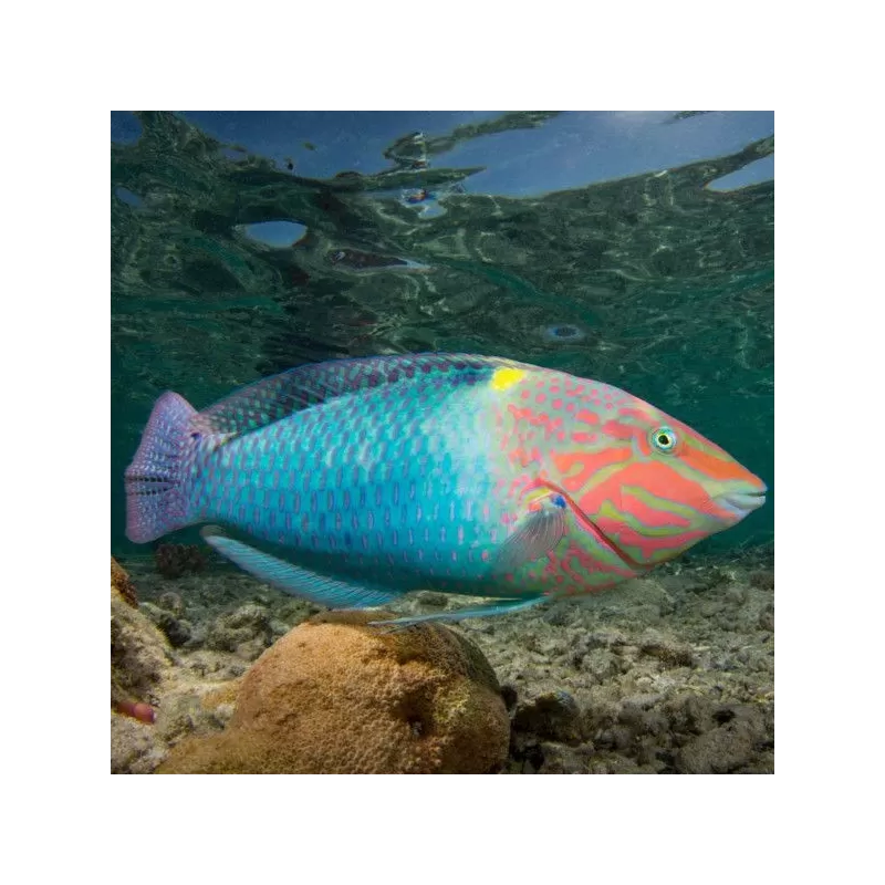 Halichoerus Hortulanus M Halichoerus Hortulanus M