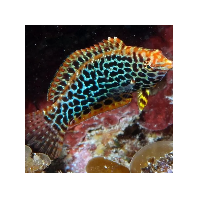 Macropharyngodon Meleagris