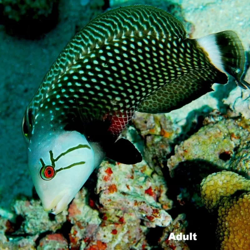 novaculichthys taeniourus green brown M novaculichthys taeniourus green brown M
