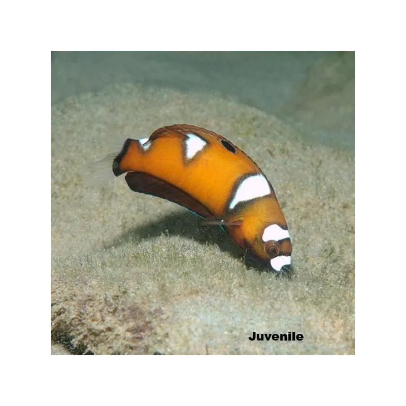 coris formosa L coris formosa L