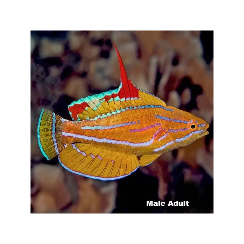 Paracheilinus flavianalis Paracheilinus flavianalis
