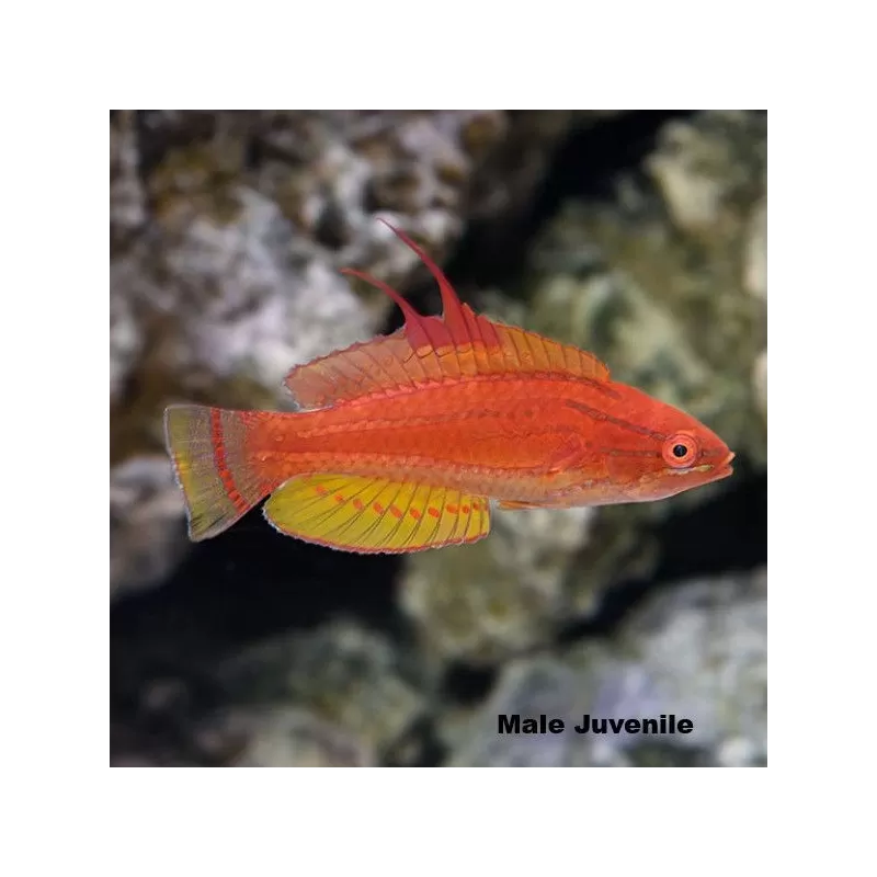 Paracheilinus flavianalis Paracheilinus flavianalis