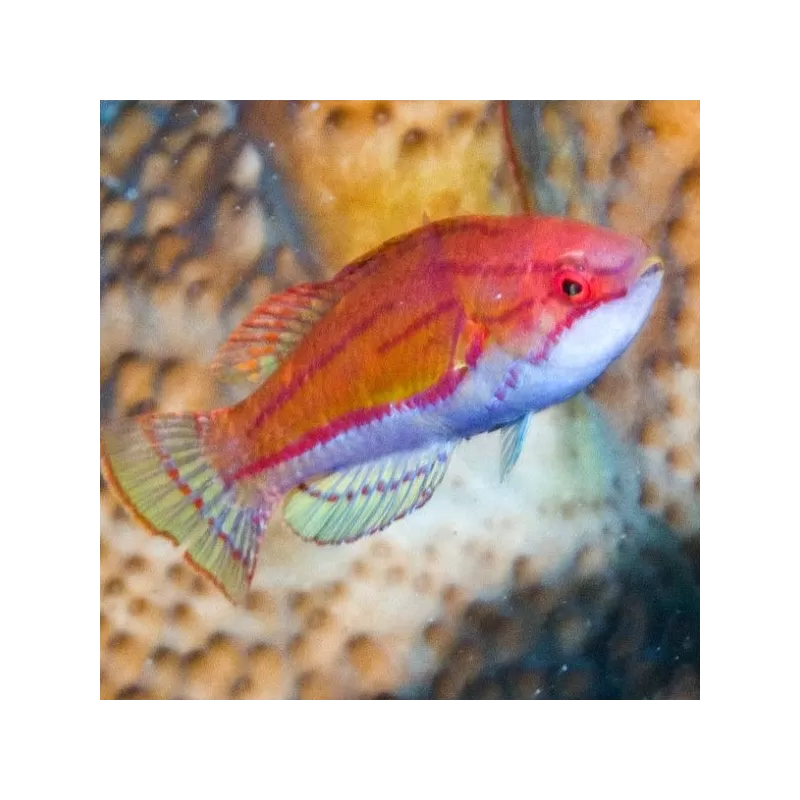 paracheilinus flavianalis paracheilinus flavianalis