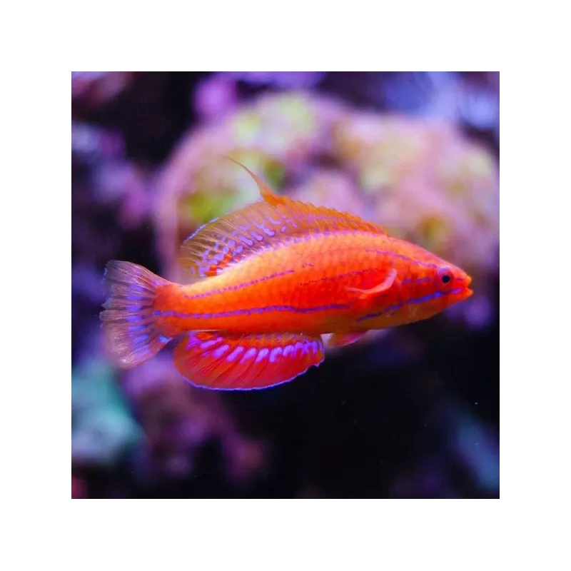 Paracheilinus Mccoskeri Paracheilinus Mccoskeri