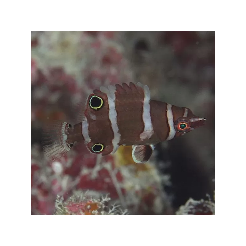 wetmorella nigropinnata wetmorella nigropinnata