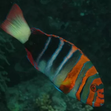 Choerodon Lienardella Fasciata M