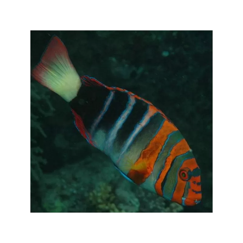 Choerodon Lienardella Fasciata M Choerodon Lienardella Fasciata M
