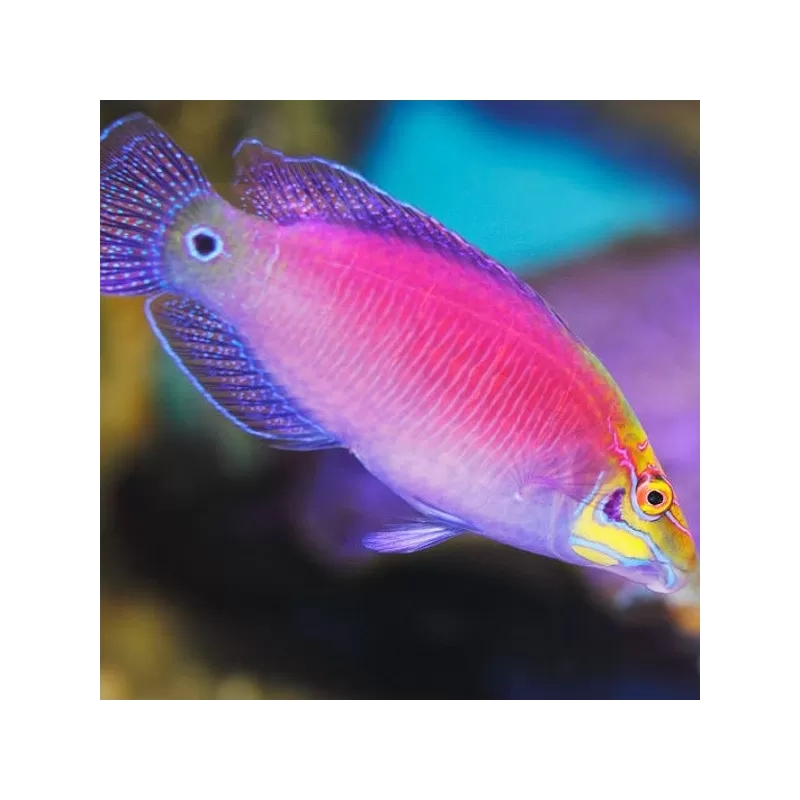 Pseudochelinus Ocellatus Pseudochelinus Ocellatus