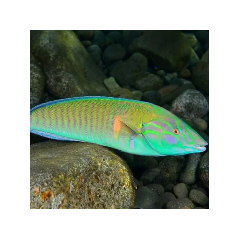 Hologymnosus Doliatus | Coralandfishstore.nl Hologymnosus Doliatus | Coralandfishstore.nl