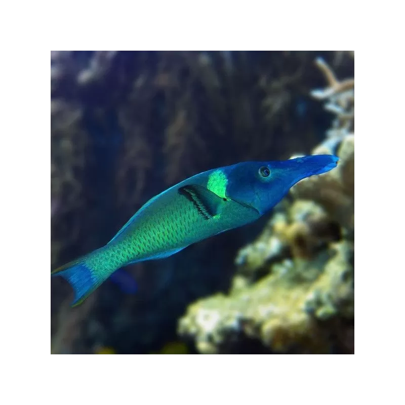 Gomphosus Caeruleus brown M Gomphosus Caeruleus brown M