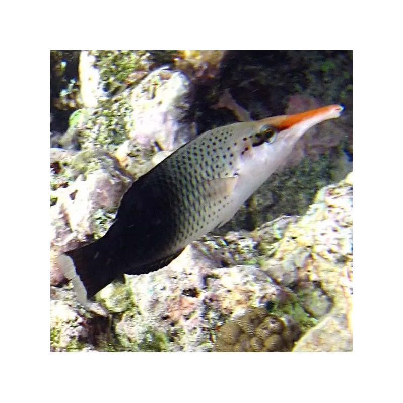 Gomphosus Caeruleus green M Gomphosus Caeruleus green M