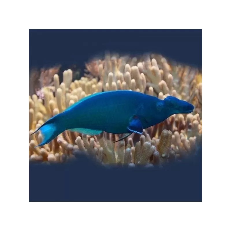 Gomphosus Caeruleus green M Gomphosus Caeruleus green M
