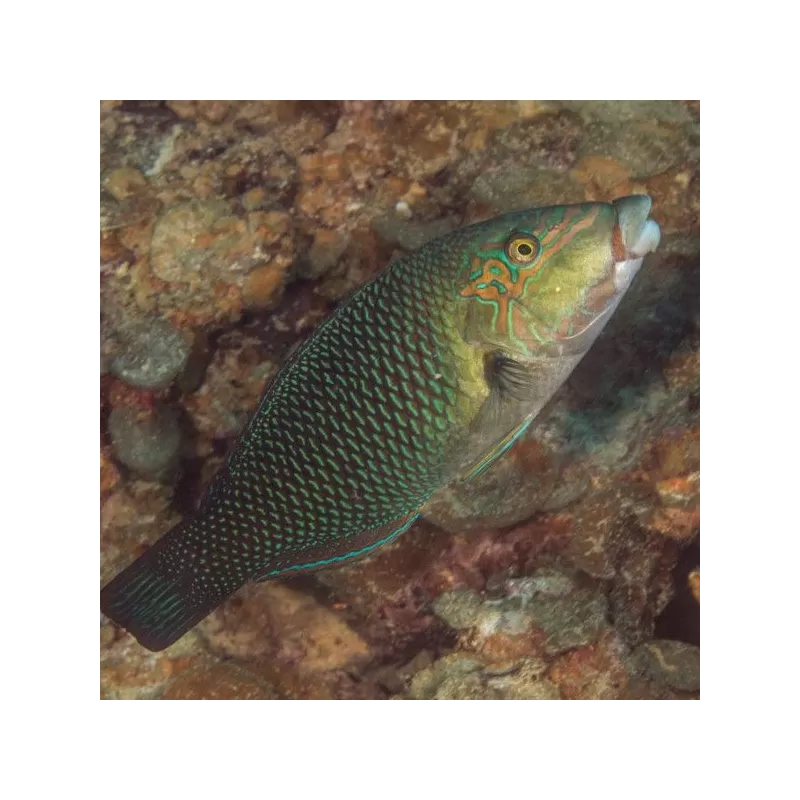 hemmigymnus melapterus hemmigymnus melapterus