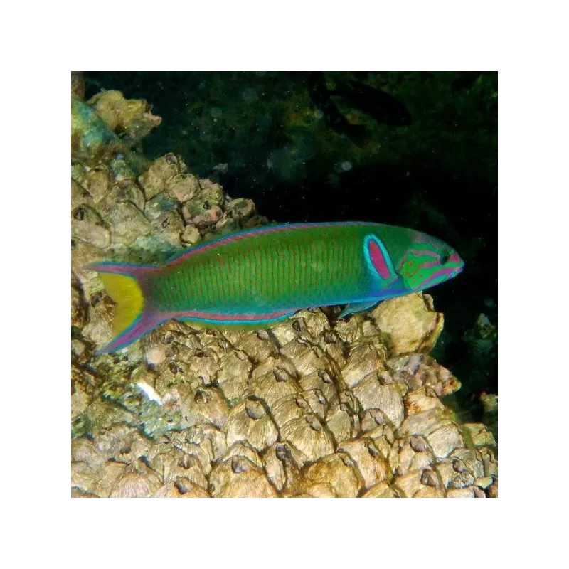 Thalassoma Lunare M Thalassoma Lunare M
